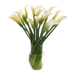 White Calla Lilly