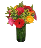 Gerbera Daisy Splash