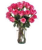 Hot Pink Roses