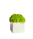 Lime on White