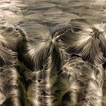 Midnight Gold Poppy Floral Metallic - 132" Round